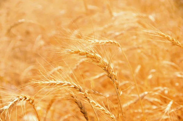 Buğday Alanı Arkaplan Dokusu — Stok fotoğraf