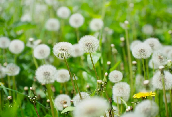 Maskrosor Solig Äng — Stockfoto