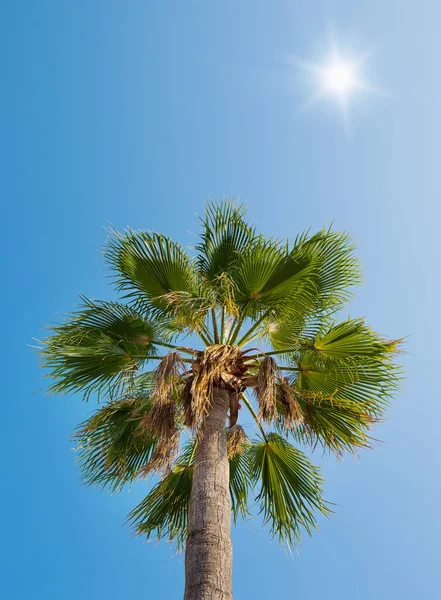 Palma Contra Cielo Azul — Foto de Stock