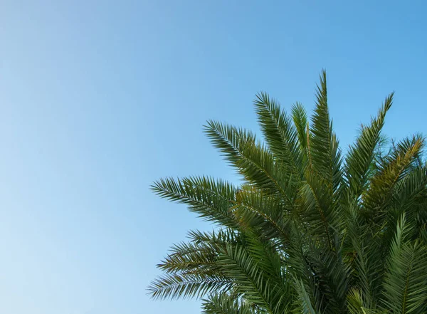 Ramas Palma Contra Cielo Azul — Foto de Stock