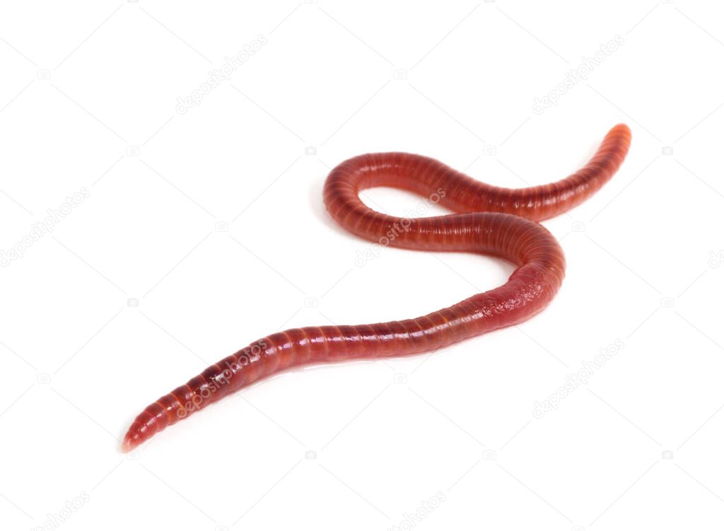 worm on a white background