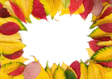 Beyaz arkaplanda izole edilmiş renkli sonbahar yaprakları grubu