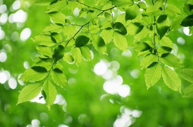 Soyut arkaplan üzerinde yeşil yapraklar