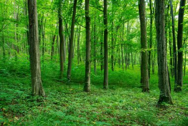Yeşil ormanda güneş ışığı, bahar zamanı.