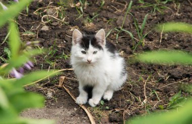 Küçük evsiz kedi yavrusu.