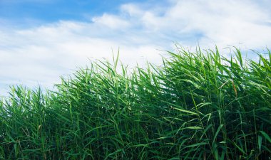 yeşil yapraklar gökyüzüne karşı