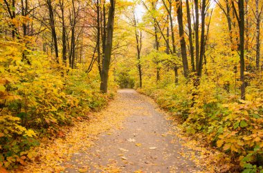 Sonbahar ormanının içinden geçen yol