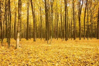 Güzel altın sonbahar manzarası