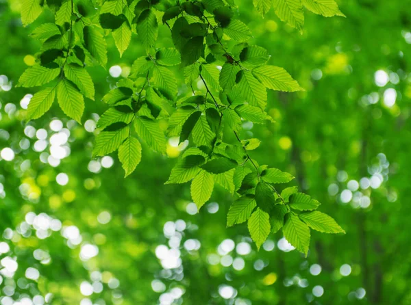 Зеленые Листья Абстрактном Фоне — стоковое фото