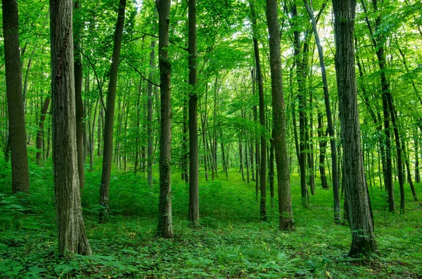 Yeşil ormanda güneş ışığı, bahar zamanı.