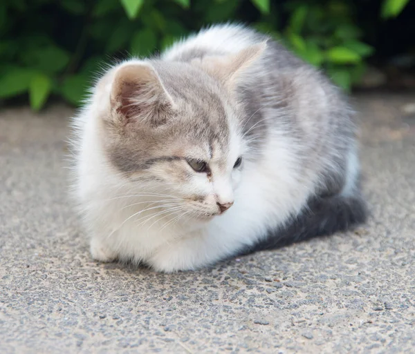 Portrait Petit Chaton Des Rues — Photo