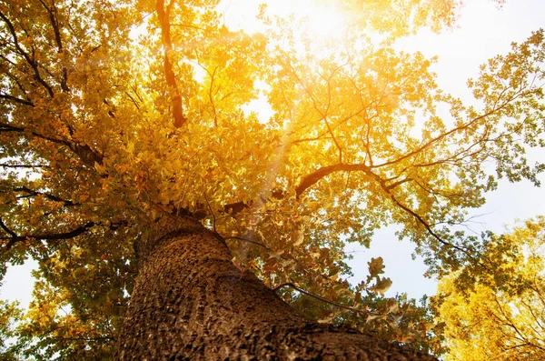 Árvore Outono Colorido Floresta Vista Baixo — Fotografia de Stock