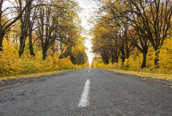 Sonbahar Ormanlarında Yol — Stok fotoğraf