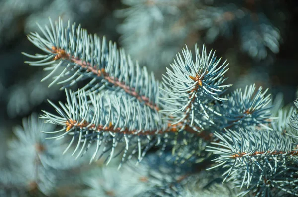 Zweige Der Blaufichte Auf Grünem Hintergrund — Stockfoto