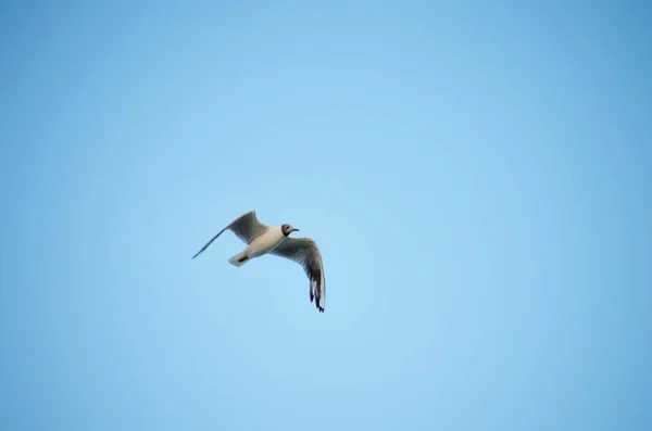 Beautiful seagull soaring in the blue sky