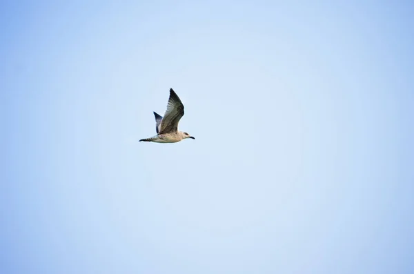 Flying Gaviota Blanca Verano — Foto de Stock