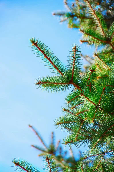 Green Fir Twig Blue Sky Royalty Free Stock Images