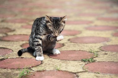 Sokaktaki gri kedi yavrusu