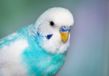 Mavi dalgalı muhabbet kuşu oturuyor 