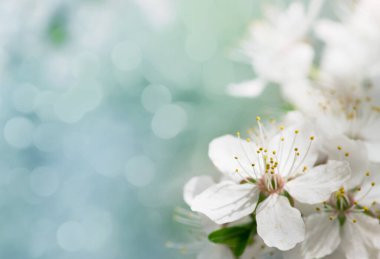 white cherry tree flower in spring clipart