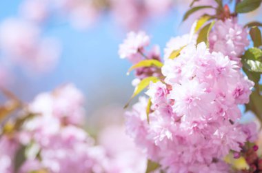 Sakura kiraz çiçeği baharda açar.