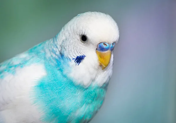 Blue Wavy Budgie Sitting — Stock Photo, Image