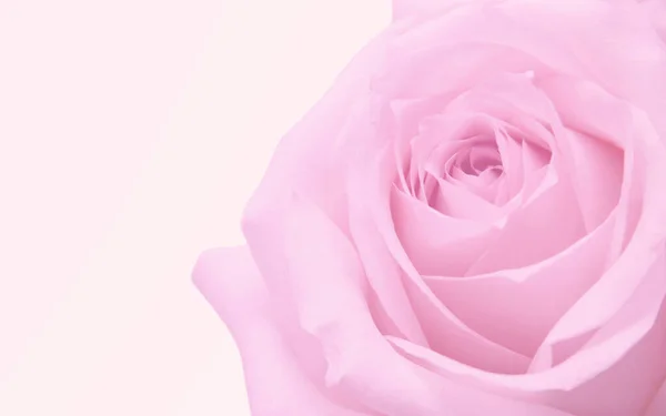 Рожевий Троянда Макро Фон — стокове фото
