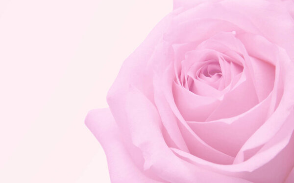 Pink rose macro background