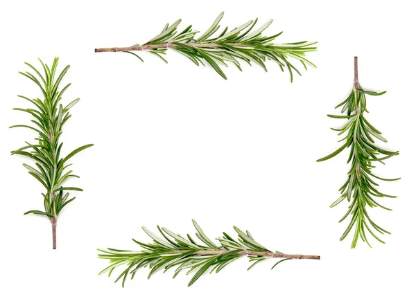 Twig Rosemary White Background — Stock Photo, Image