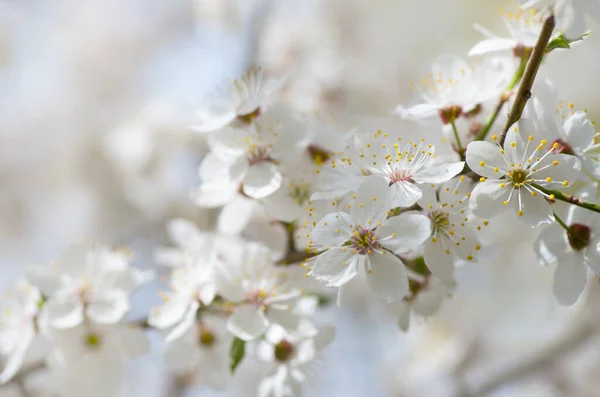 Flores Manzana Primavera Sobre Fondo Blanco — Foto de Stock