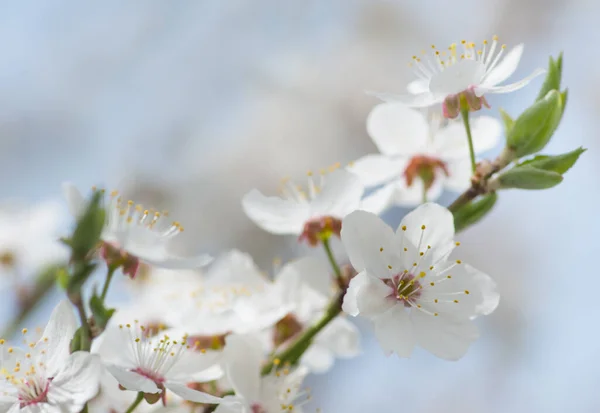 春に白地に咲く花 — ストック写真