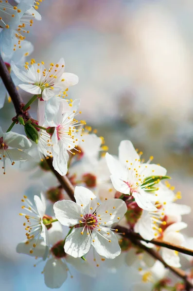 Des Cerisiers Fleurissent Contre Ciel Bleu — Photo