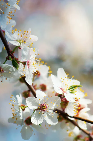 Fiori Ciliegio Contro Cielo Blu — Foto Stock