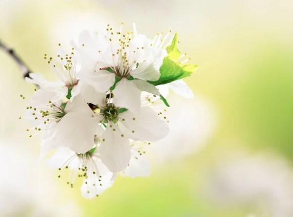 Квітка Білої Вишні Навесні — стокове фото
