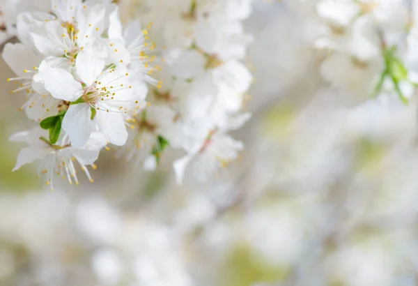 春に白地に咲く花 — ストック写真