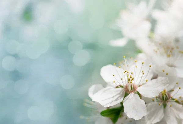 Bílá Třešeň Květ Jaře — Stock fotografie