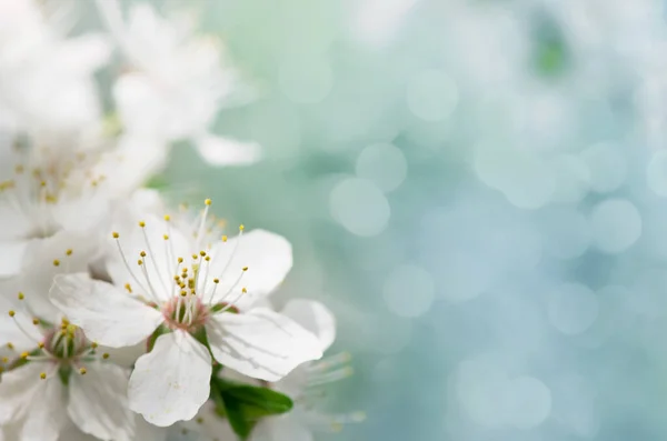 Λευκό Λουλούδι Κερασιάς Την Άνοιξη — Φωτογραφία Αρχείου