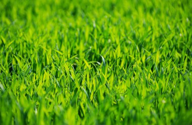 Bir tarladan yeşil çimen dokusu