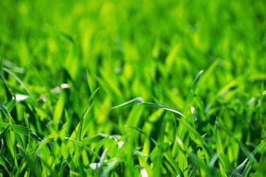 Bir tarladan yeşil çimen dokusu