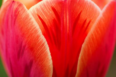 Lale yaprakları yakın plan, soyut arkaplan