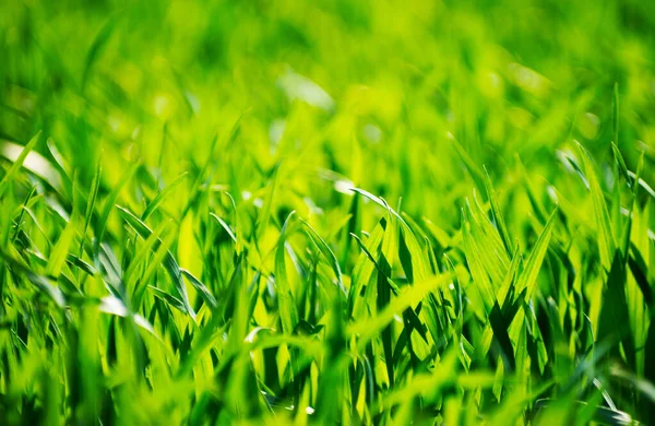 Green Grass Texture Field — Stock Photo, Image