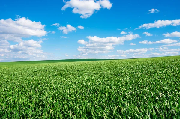 Image Green Grass Field Bright Blue Sky — Stock Photo, Image