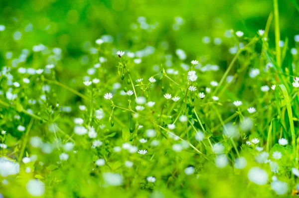 Зелений Літній Фон Текстури — стокове фото