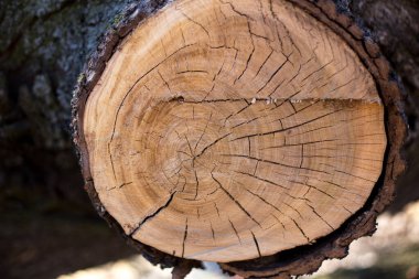 Ağacı ağaç halkalarıyla kes.