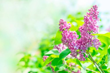 Fotokopi aletiyle açık arkaplanda çiçek açan leylak çiçekleri. İlkbaharda çiçek açar.
