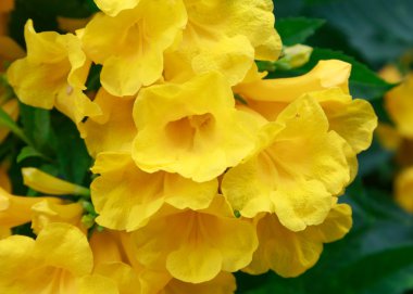 Gümüş trompet çiçek