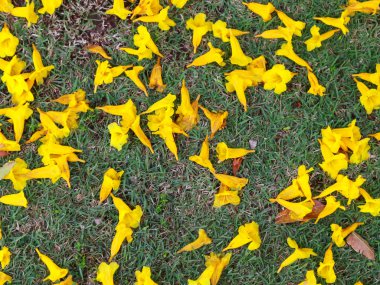 Yellow flowers fall on natural green field .