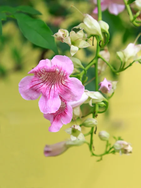 Rózsaszín trombita szőlő virág — Stock Fotó