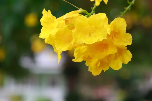 Flores amarelas com fundo natural folhas verdes  . — Fotografia de Stock