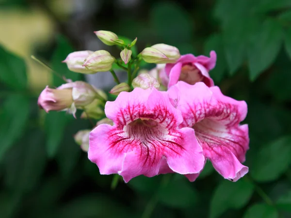 Rózsaszín trombita szőlő virág — Stock Fotó